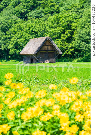 Summer Shirakawa Town 104455226