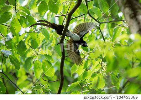 Flying male flycatcher Flying male flycatcher 104455369