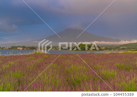 (Yamanashi Prefecture) Lavender in Oishi Park shining orange in the morning sun in a drizzle (Yamanashi Prefecture) Lavender in Oishi Park shining orange in the morning sun in a drizzle 104455389
