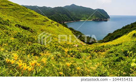 米切裡草原_鹿兒島縣下越島_西濱黃花菜和鹿子百合群落 104455431