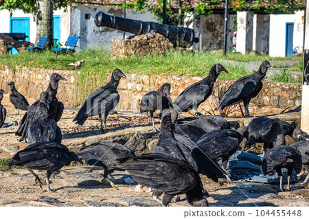 Black vultures at the beach of the colonial city of Paraty, Rio de Janeiro, Brazil. 104455448