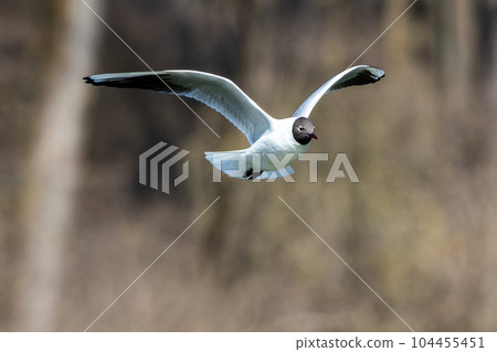 Black-Headed Gull, Chroicocephalus ridibundus in flight. Adult winter plumage 104455451