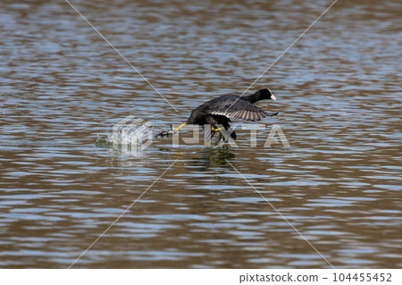 Eurasian coot, Fulica atra chasing each other by running across the water 104455452