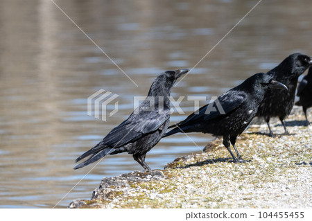 The Common Raven, Corvus corax at Kleinhesseloher Lake in Munich, Germany The Common Raven, Corvus corax at Kleinhesseloher Lake in Munich, Germany 104455455