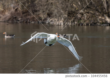 Mute swan, Cygnus olor flying over a lake in the English Garden in Munich, Germany 104455456