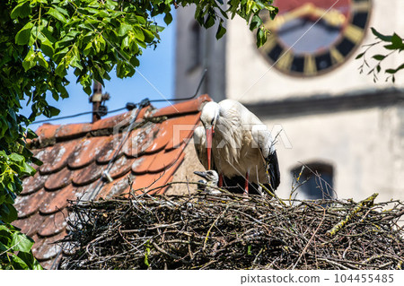 European white Stork, Ciconia ciconia with small babies on the nest in Oettingen, Swabia, Bavaria, Germany, Europe European white Stork, Ciconia ciconia with small babies on the nest in Oettingen, Swabia, Bavaria, Germany, Europe 104455485