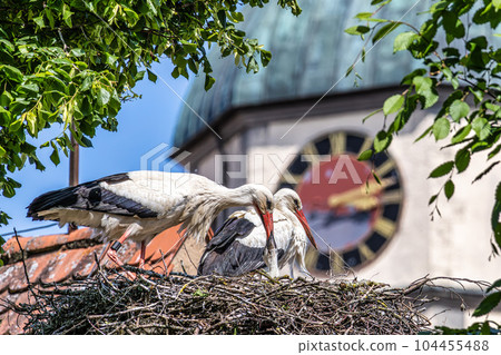 European white Stork, Ciconia ciconia with small babies on the nest in Oettingen, Swabia, Bavaria, Germany, Europe European white Stork, Ciconia ciconia with small babies on the nest in Oettingen, Swabia, Bavaria, Germany, Europe 104455488