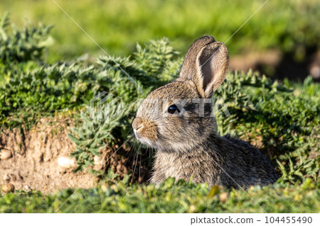 European rabbit, Common rabbit, Oryctolagus cuniculus sitting on a meadow at Munich 104455490