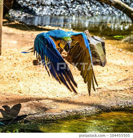 The Blue-and-yellow Macaw in Parque das aves Foz do Iguacu Brazil. Ara ararauna is a large South American parrot The Blue-and-yellow Macaw in Parque das aves Foz do Iguacu Brazil. Ara ararauna is a large South American parrot 104455505