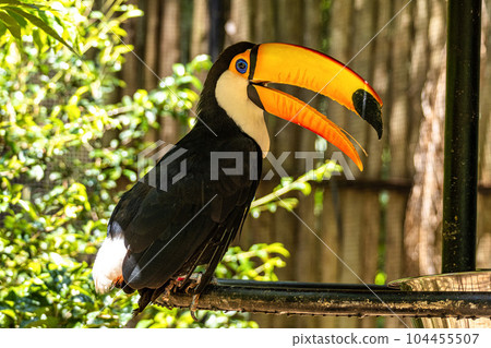 Toco toucan at the Bird Park Parque Das Aves in Foz do Iguacu, near the famous Iguacu Falls in Brazil. 104455507