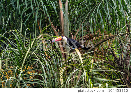 Toco toucan at Foz do Iguacu, near the famous Iguacu Falls in Brazil. 104455510