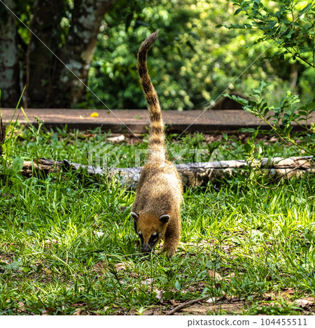 South American Coati, Ring-tailed Coati, Nasua nasua at Iguazu Falls, Puerto Iguazu, Argentina South American Coati, Ring-tailed Coati, Nasua nasua at Iguazu Falls, Puerto Iguazu, Argentina 104455511