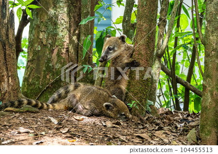 South American Coati, Ring-tailed Coati, Nasua nasua at Iguazu Falls, Puerto Iguazu, Argentina South American Coati, Ring-tailed Coati, Nasua nasua at Iguazu Falls, Puerto Iguazu, Argentina 104455513