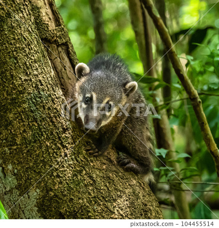South American Coati, Ring-tailed Coati, Nasua nasua at Iguazu Falls, Puerto Iguazu, Argentina 104455514