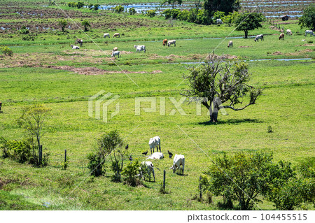 Beautiful Landscape with cows on a meadow at Canelinha, Santa Catarina, Brazil Beautiful Landscape with cows on a meadow at Canelinha, Santa Catarina, Brazil 104455515