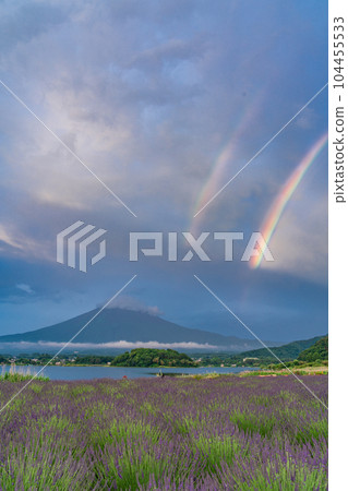 (山梨縣)大石公園、薰衣草和富士山 (山梨縣)大石公園、薰衣草和富士山 104455533