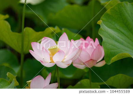 蓮花二見菖蒲浪漫森林 104455589