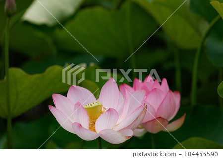 蓮花二見菖蒲浪漫森林 104455590