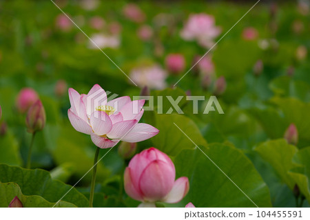 蓮花二見菖蒲浪漫森林 104455591