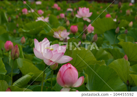 蓮花二見菖蒲浪漫森林 104455592