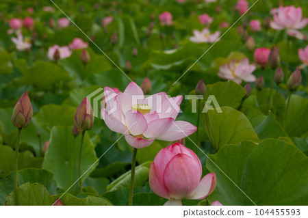 蓮花二見菖蒲浪漫森林 104455593