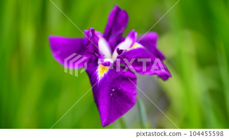 Shobunuma Park 2023, where the land of fire blooms in vivid colors 104455598