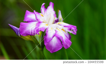 Tennyo's Crown Blooms Vividly at Shobunuma Park 2023 104455599