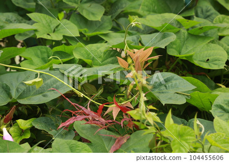 Walked in the neighborhood 104455606