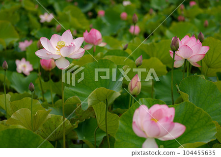 蓮花二見菖蒲浪漫森林 104455635