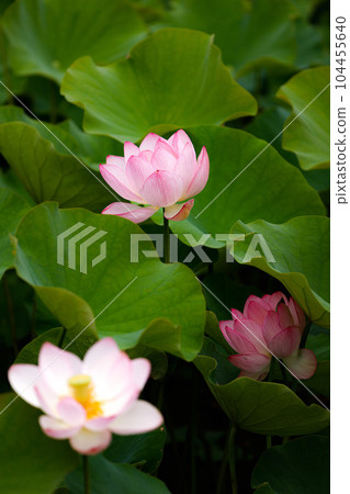 蓮花二見菖蒲浪漫森林 104455640
