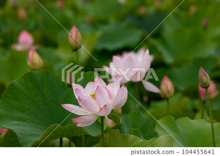 蓮花二見菖蒲浪漫森林 104455641