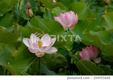 蓮花二見菖蒲浪漫森林 104455680