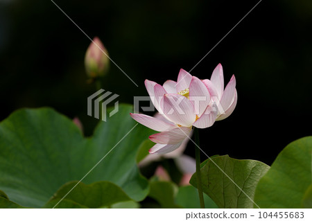 蓮花二見菖蒲浪漫森林 104455683