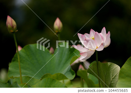 蓮花二見菖蒲浪漫森林 104455685