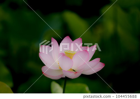 蓮花二見菖蒲浪漫森林 104455688