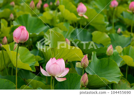 蓮花二見菖蒲浪漫森林 104455690