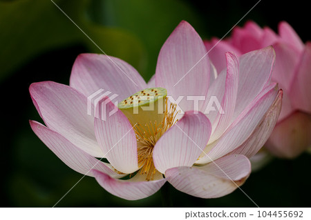 蓮花二見菖蒲浪漫森林 104455692