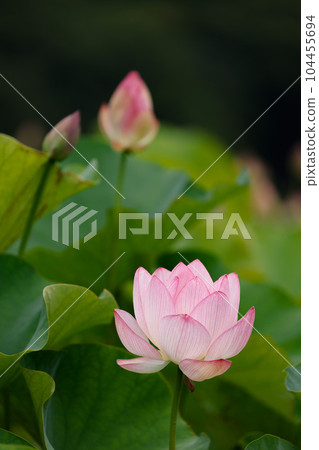 蓮花二見菖蒲浪漫森林 104455694