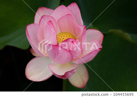 蓮花二見菖蒲浪漫森林 104455695