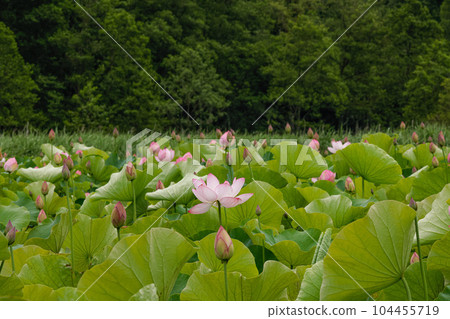 Lotus Futami Shobu Romantic Forest Lotus Futami Shobu Romantic Forest 104455719