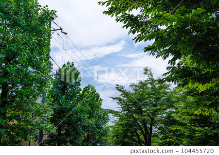 Summer in the city of Nara Blue sky seen through the frame of the trees lining the streets Summer in the city of Nara Blue sky seen through the frame of the trees lining the streets 104455720
