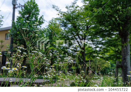 Summer in the city of Nara: Himejoon blooming in front of the roadside trees and the promenade (2) Summer in the city of Nara: Himejoon blooming in front of the roadside trees and the promenade (2) 104455722