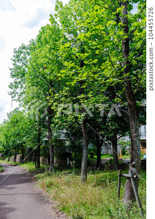 奈良市的夏天 散步道上排列著一排排梧桐樹 奈良市的夏天 散步道上排列著一排排梧桐樹 104455726