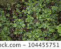 賈戈克苔蘚伴侶 104455751