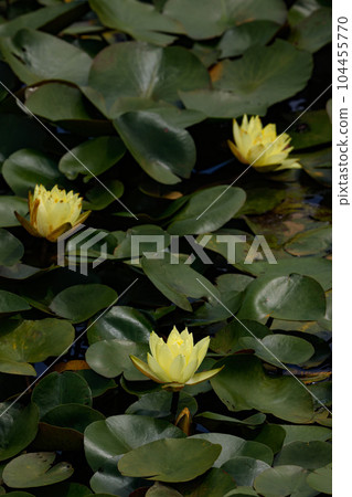 睡蓮 Futami Shobu 浪漫森林 104455770