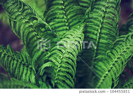Top view of a part of the green leaves of a fern, close-up. Large vegetation. With a space to copy. High quality photo 104455851