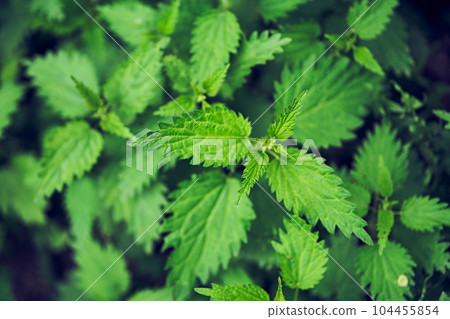 A bush of burning nettles. Nettle leaves. View from above. Botanical pattern. The greens of the common nettle. High quality photo A bush of burning nettles. Nettle leaves. View from above. Botanical pattern. The greens of the common nettle. High quality photo 104455854