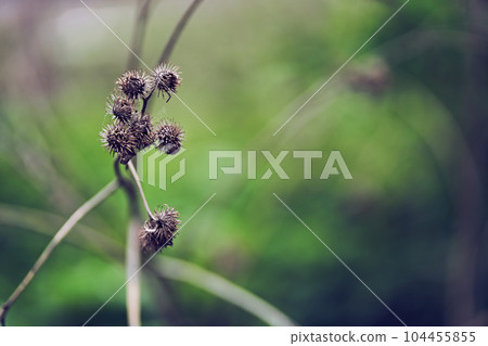 A prickly burdock flower, against the background of a blurred herb garden. Flowering medicinal plant burdock, prickly burdock. High quality photo A prickly burdock flower, against the background of a blurred herb garden. Flowering medicinal plant burdock, prickly burdock. High quality photo 104455855