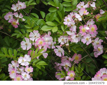 pink rose pink rose 104455979