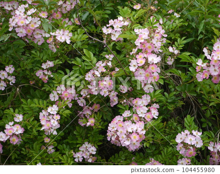 Pink Novara Pink Novara 104455980